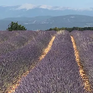  Apartment Provence Luberon Location Chez Marcelle